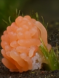 Tubulifera arachnoidea (Synonym: Tubifera ferruginosa) ist im jungen Zustand zuerst weiß, dann orangerot bis scharlachrot und erinnert in dieser Phase an eine Himbeere. Vor der Reife dann dunkelbraun bis schwarz.